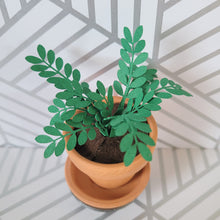 Load image into Gallery viewer, Miniature ZZ Paper Plant, 2 inch Terracotta Pot with Saucer