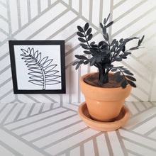 Load image into Gallery viewer, Raven ZZ Paper Plant, 2 inch Terracotta Pot with Saucer