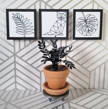 Load image into Gallery viewer, Raven ZZ Paper Plant, 2 inch Terracotta Pot with Saucer