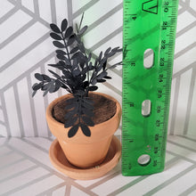 Load image into Gallery viewer, Raven ZZ Paper Plant, 2 inch Terracotta Pot with Saucer