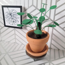 Load image into Gallery viewer, Pilea Peperomioides Paper Plant, 2 inch Terracotta Pot with Saucer