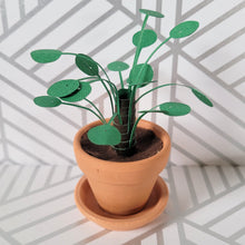 Load image into Gallery viewer, Pilea Peperomioides Paper Plant, 2 inch Terracotta Pot with Saucer