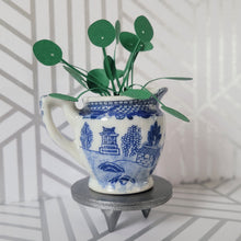 Load image into Gallery viewer, Miniature Pilea Peperomioides Paper Plant, 2 inch Japanese Pitcher