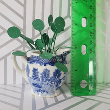 Load image into Gallery viewer, Miniature Pilea Peperomioides Paper Plant, 2 inch Japanese Pitcher