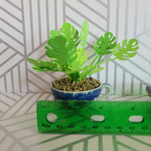 Load image into Gallery viewer, Monstera Paper Plant, 2 inch Japanese Miniature Tea Cup