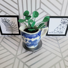 Load image into Gallery viewer, Miniature Pilea Peperomioides Paper Plant, 2 inch Japanese Pitcher