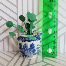 Load image into Gallery viewer, Miniature Pilea Peperomioides Paper Plant, 2 inch Japanese Pitcher