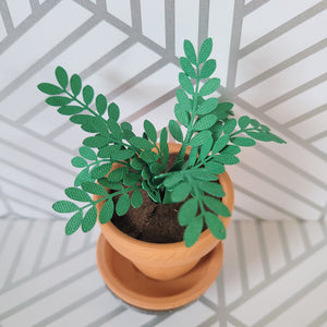Miniature ZZ Paper Plant, 2 inch Terracotta Pot with Saucer