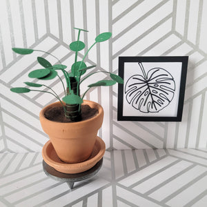 Pilea Peperomioides Paper Plant, 2 inch Terracotta Pot with Saucer