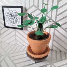 Load image into Gallery viewer, Pilea Peperomioides Paper Plant, 2 inch Terracotta Pot with Saucer
