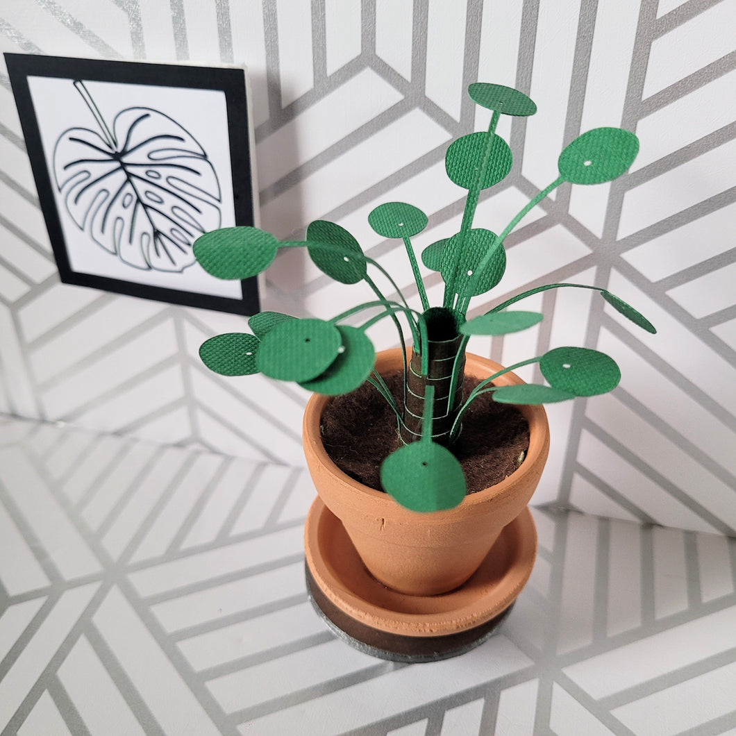 Pilea Peperomioides Paper Plant, 2 inch Terracotta Pot with Saucer