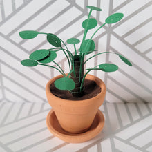Load image into Gallery viewer, Pilea Peperomioides Paper Plant, 2 inch Terracotta Pot with Saucer

