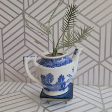 Load and play video in Gallery viewer, Palm Tree Paper Plant, 5 inch Miniature in Japanese Pitcher
