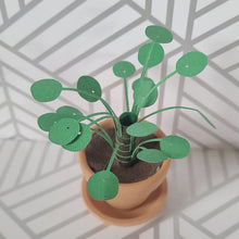 Load and play video in Gallery viewer, Pilea Peperomioides Paper Plant, 2 inch Terracotta Pot with Saucer
